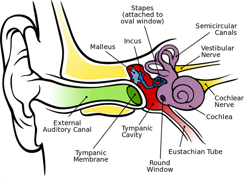 Illustration for article titled Why Your Ears Pop (And What to Do If They Don't)